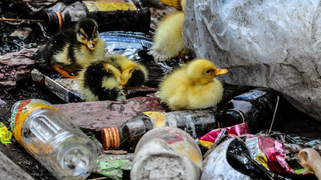 picture of ducks surrounded by pollution