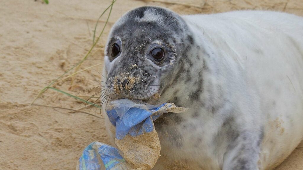 picture of a seal eating plastic