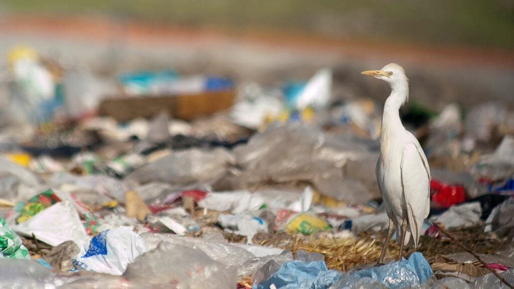 picture of a bird on a polluted beach