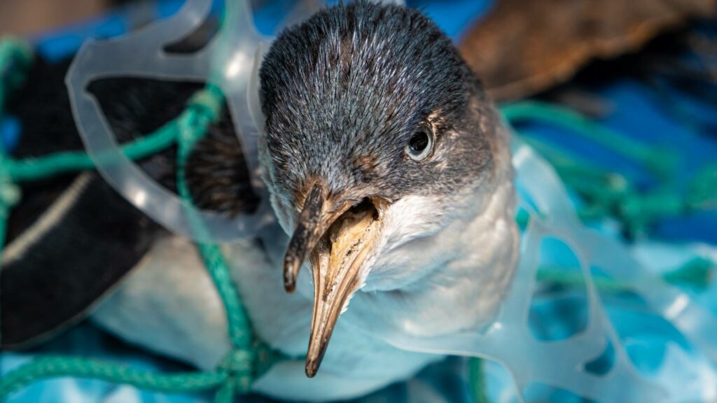 picture of a bird stuck in a plastic ring